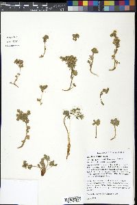 Potentilla gracilis var. fastigiata image