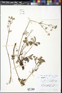 Potentilla pulcherrima image