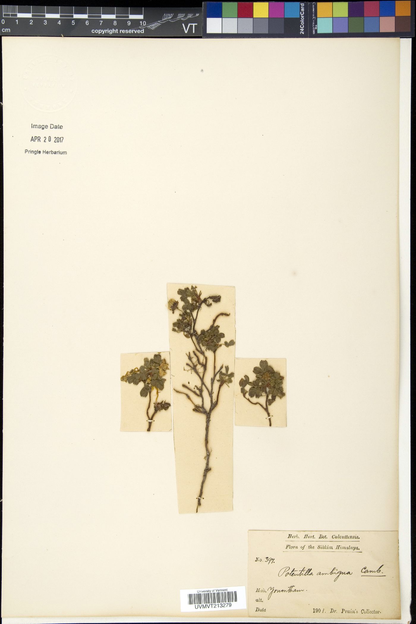 Sibbaldia cuneifolia image