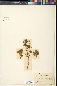Sibbaldia cuneifolia image
