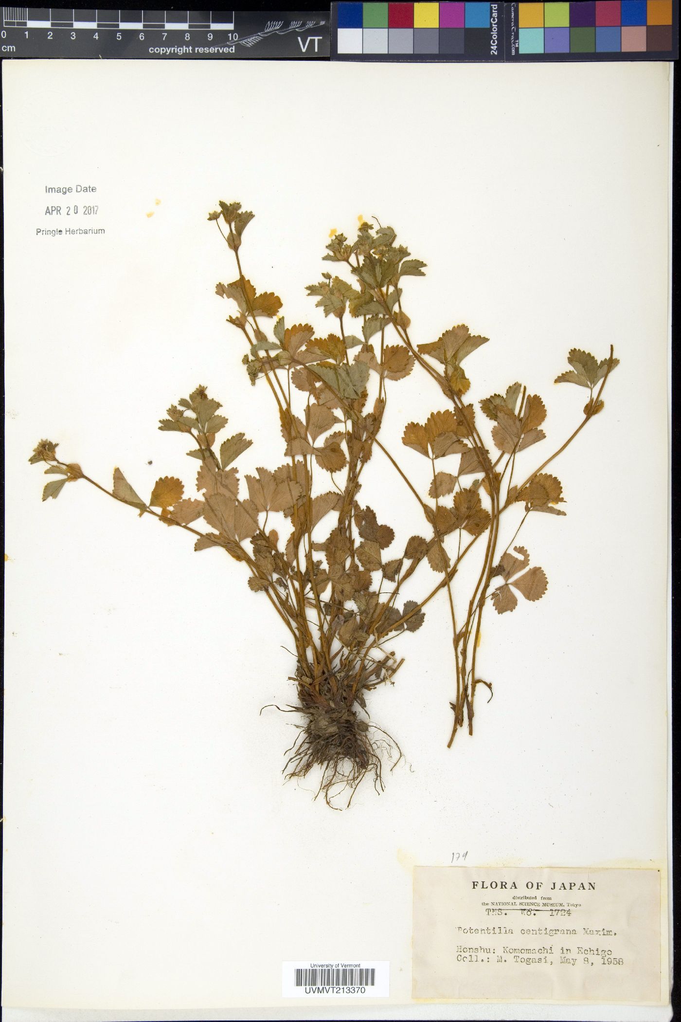 Potentilla centigrana image