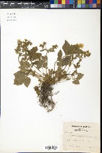 Potentilla fragarioides image