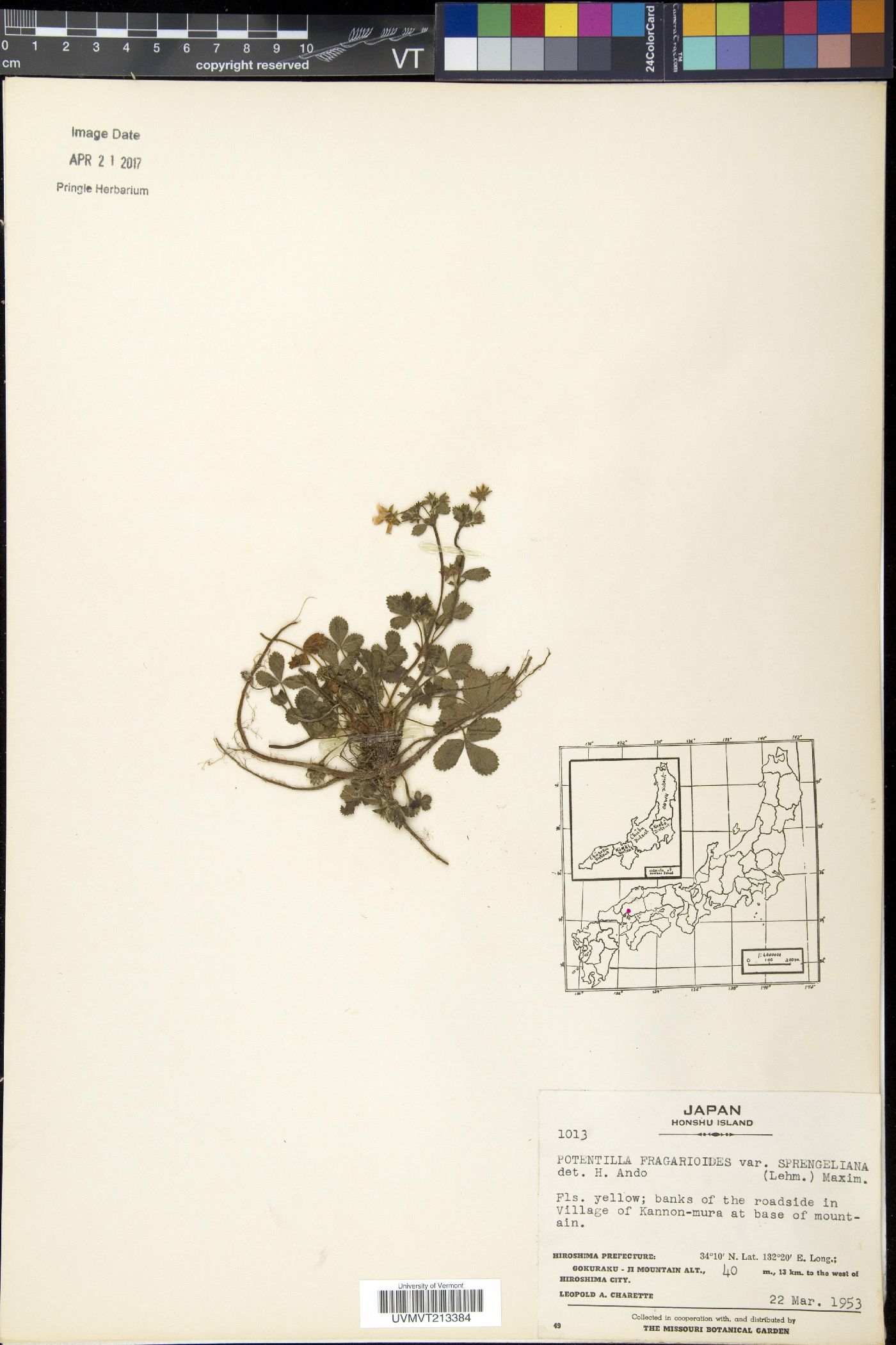 Potentilla sprengeliana image