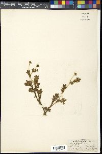 Argentina polyphylla image