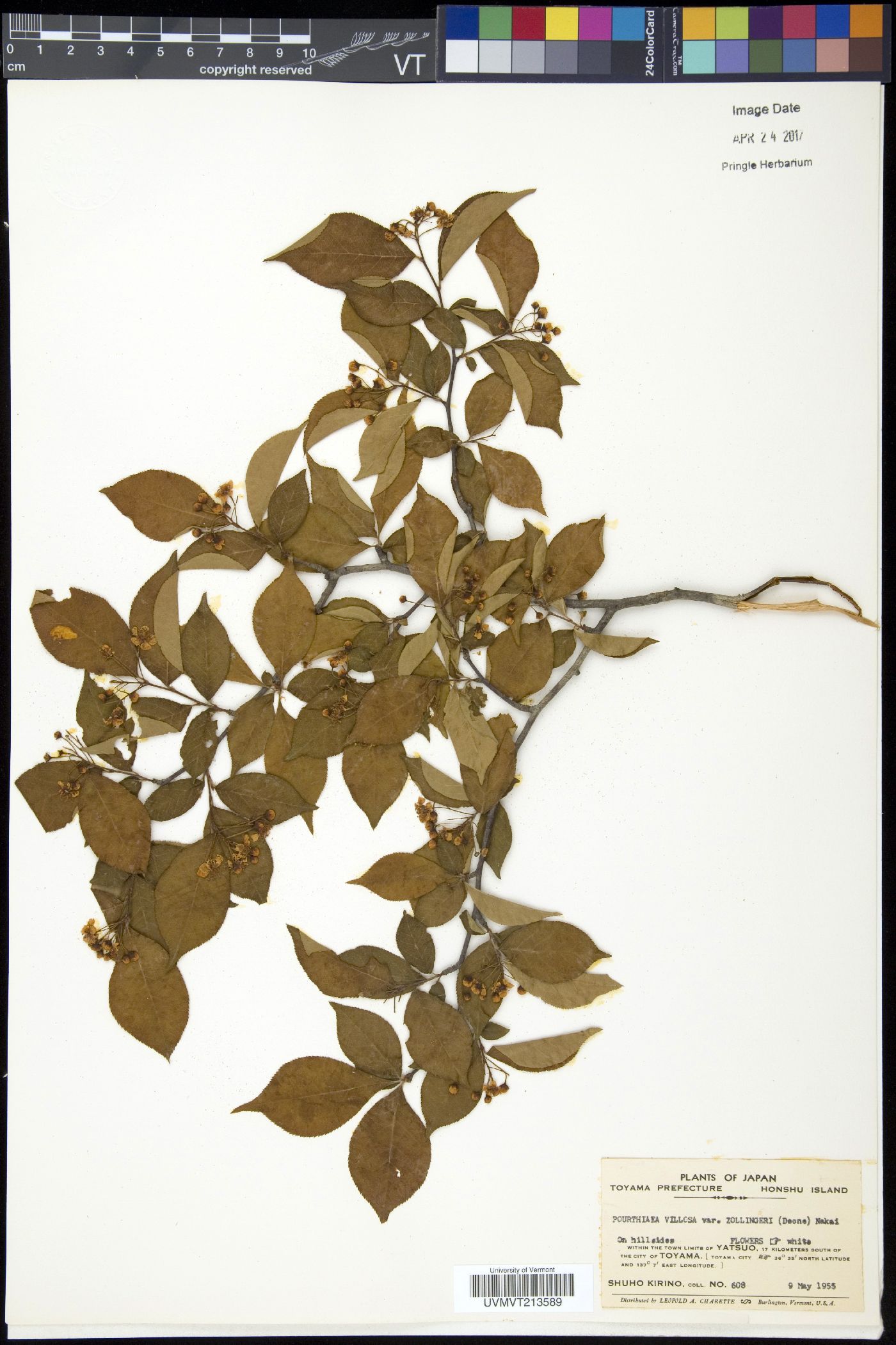 Pourthiaea villosa image