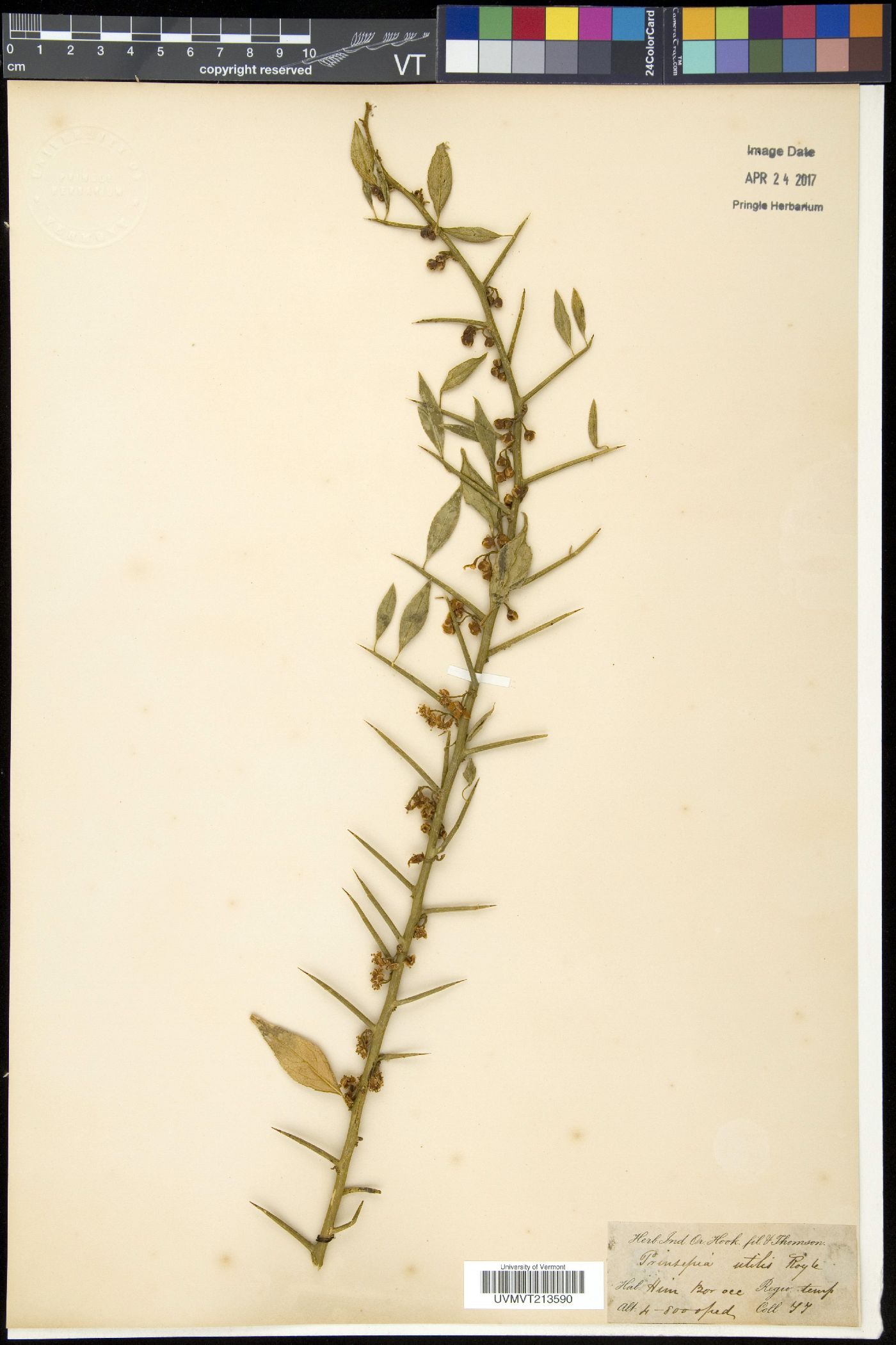 Prinsepia utilis image