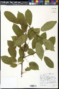 Prunus avium image