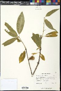 Prunus persica image