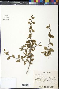 Prunus texana image