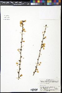 Prunus davidiana image
