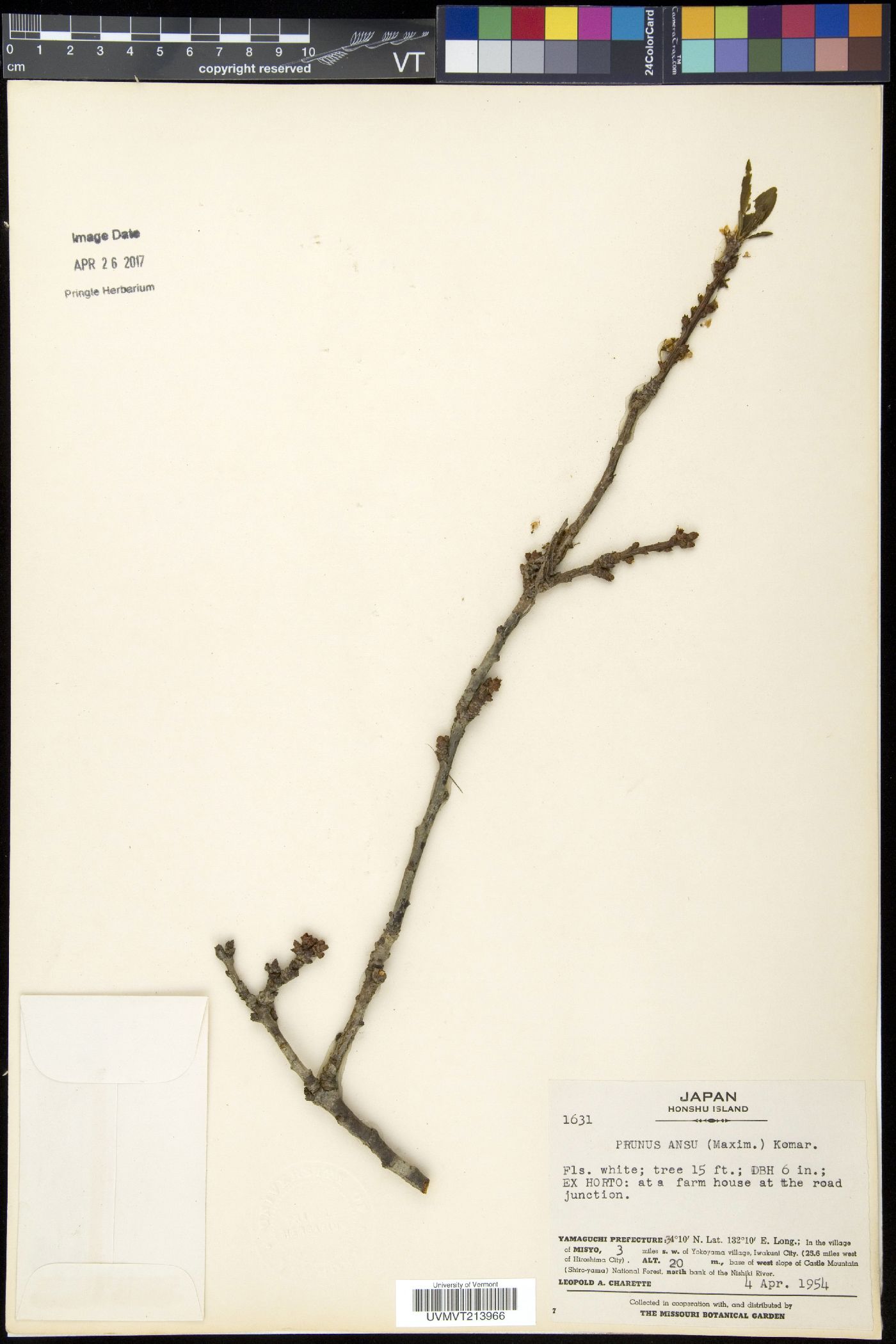 Prunus armeniaca var. ansu image