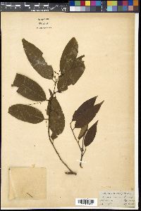 Image of Prunus acuminata