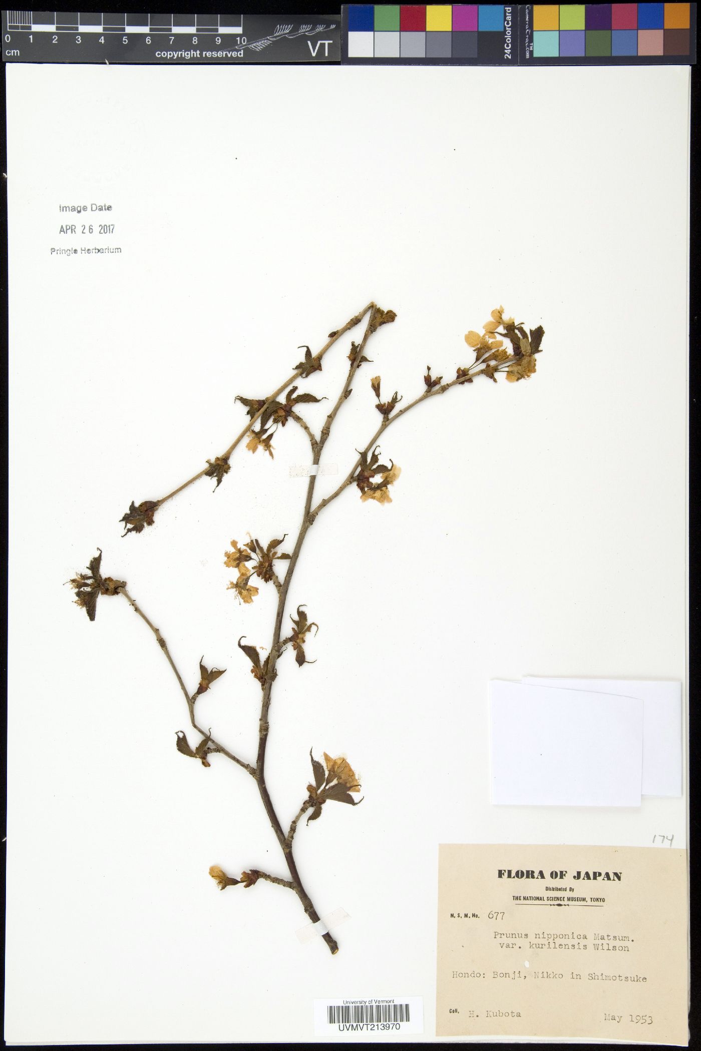 Prunus nipponica var. kurilensis image