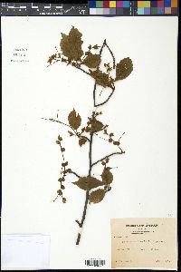 Prunus maximowiczii image