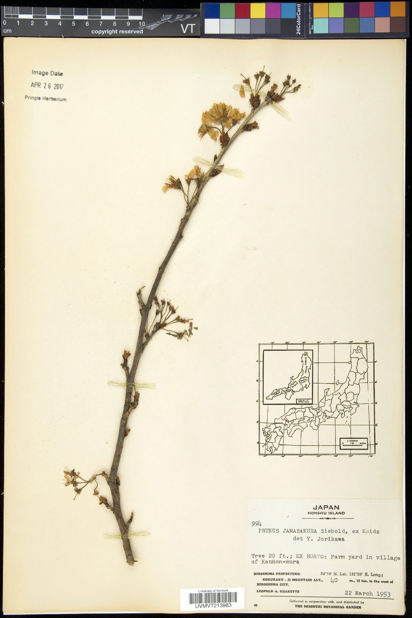 Prunus jamasakura image