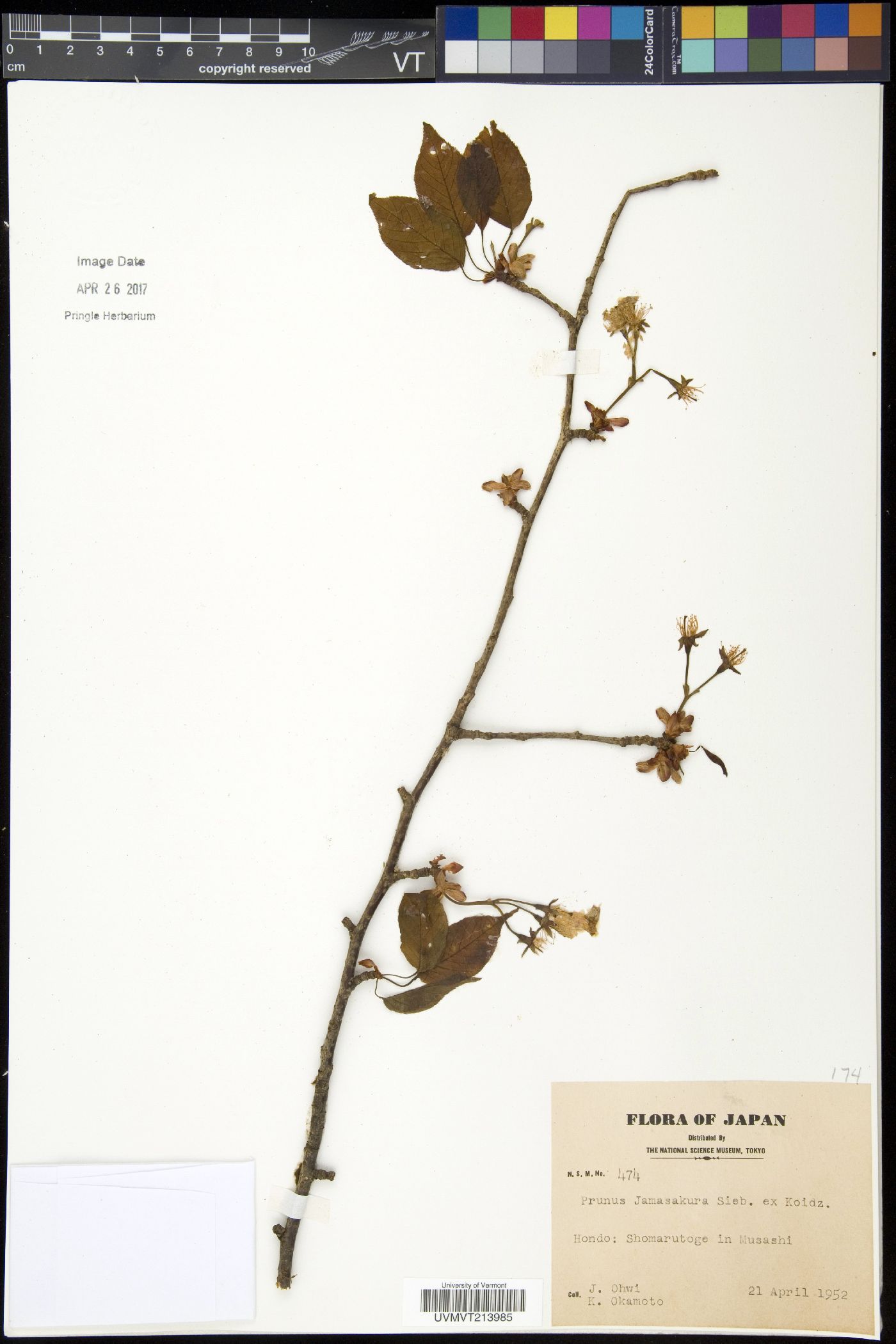 Prunus jamasakura image