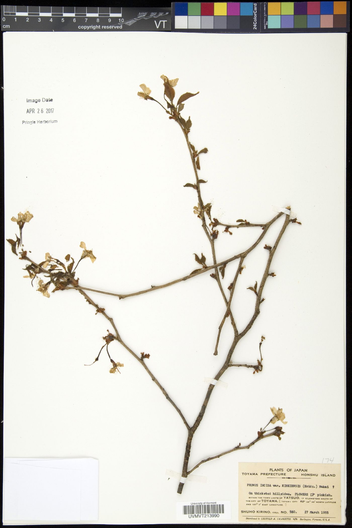 Prunus incisa f. kinkiensis image