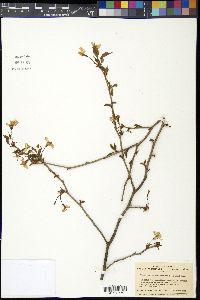 Prunus incisa image