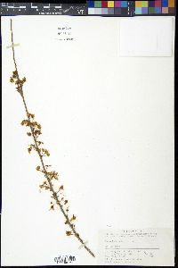 Prunus humilis image