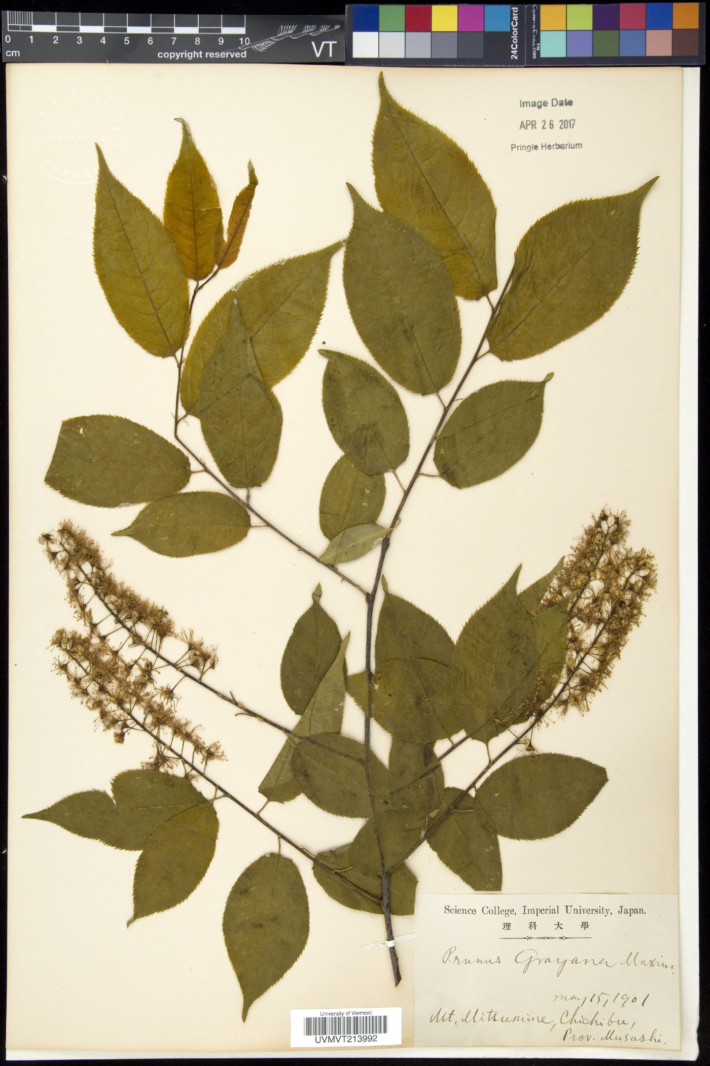 Prunus grayana image