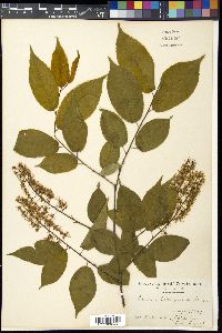 Prunus grayana image