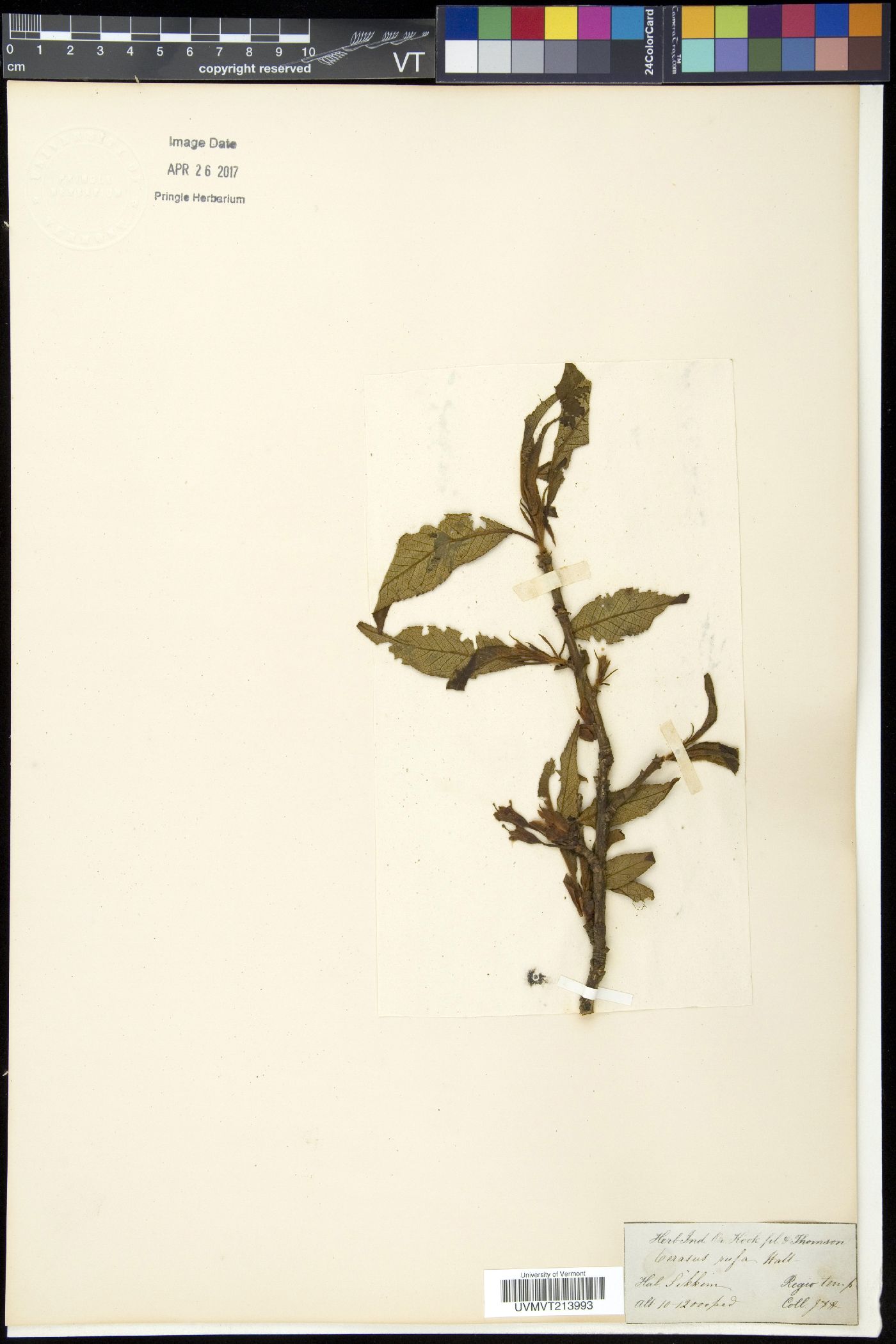 Prunus rufa image