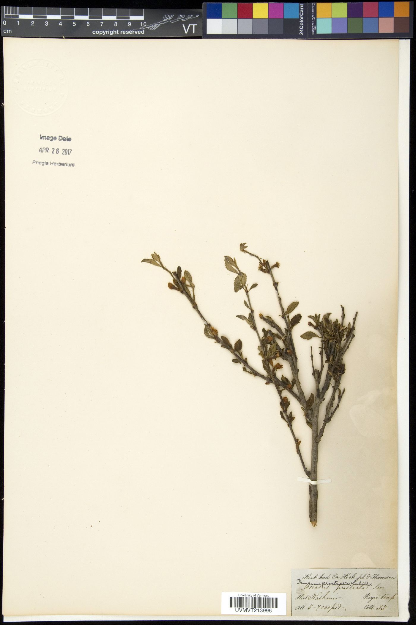 Prunus prostrata image