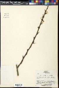 Prunus persica image