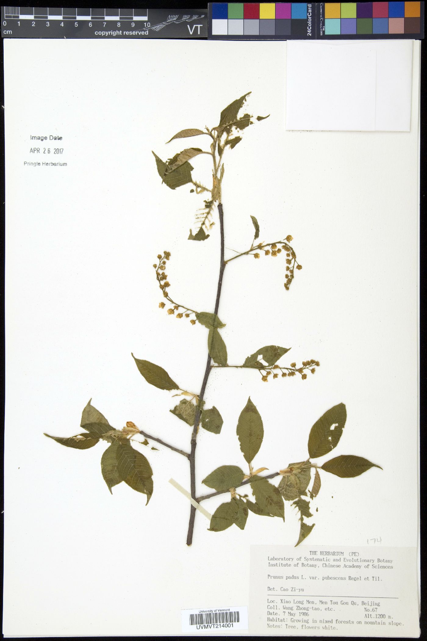 Prunus padus var. pubescens image