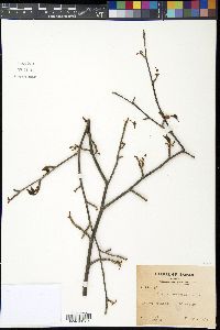 Prunus verecunda image
