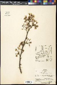 Prunus spinulosa image
