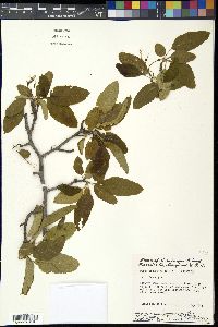 Pyrus angustifolia image