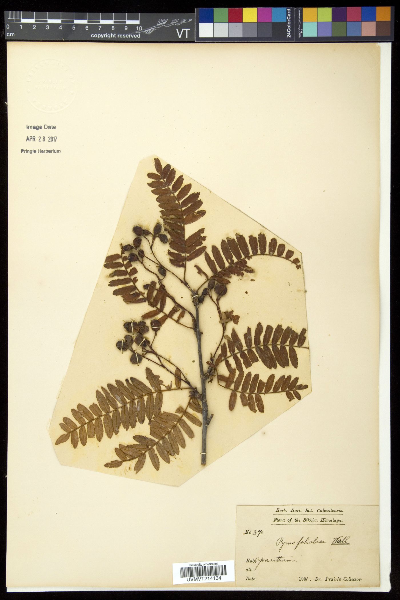 Sorbus foliolosa image