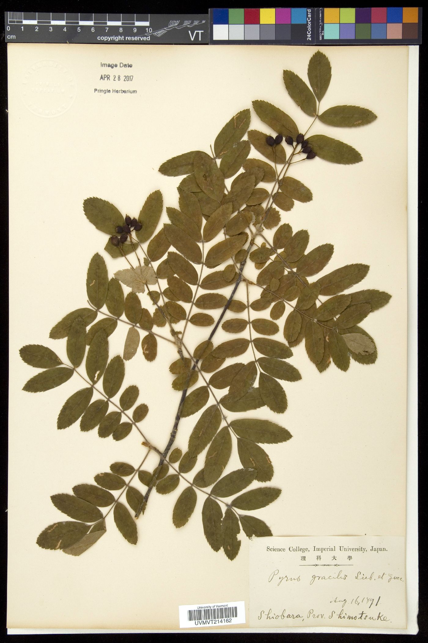 Sorbus gracilis image
