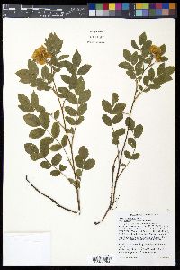 Rosa arkansana var. suffulta image