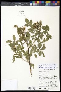 Rosa carolina subsp. subserrulata image