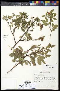 Rosa carolina subsp. subserrulata image