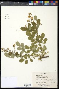 Rosa multiflora image