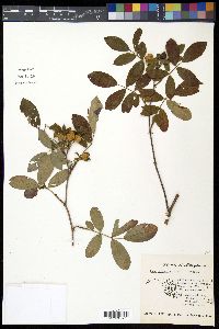 Rosa palustris image