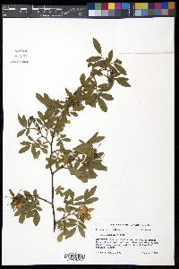 Rosa palustris image