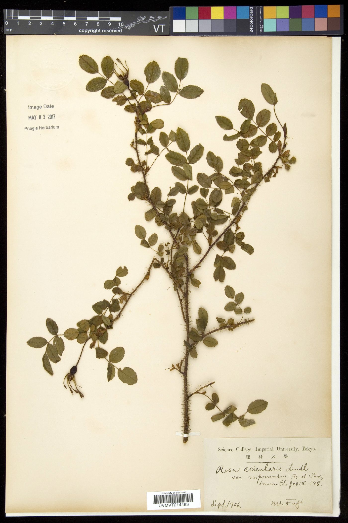 Rosa acicularis var. nipponensis image