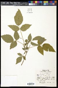 Rubus arundelanus image