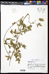 Rubus flagellaris image