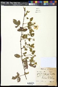 Rubus flagellaris image