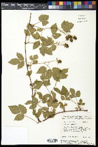 Rubus flagellaris image