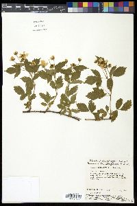 Rubus flagellaris image