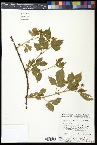 Rubus flagellaris image