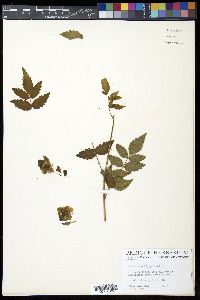 Rubus rosaefolius image