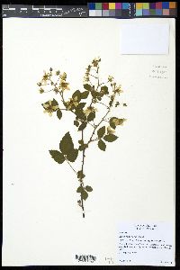 Rubus semisetosus image