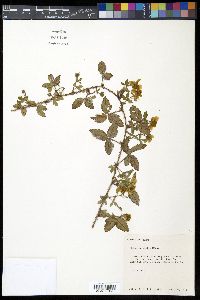 Rubus trivialis image